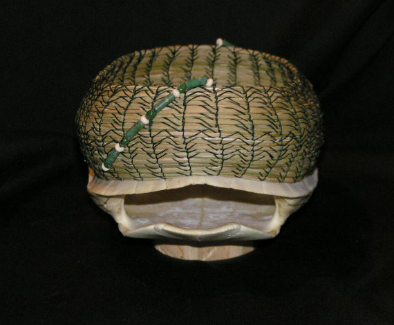 White Turtle Shell "Organic Geometry"